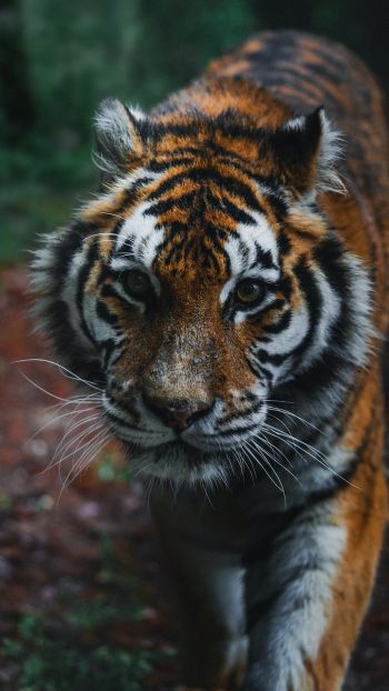tiger, predator, wild nature Wallpaper 750x1334