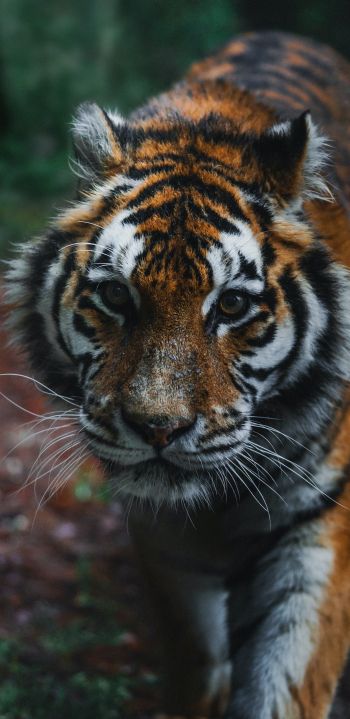 Обои 1440x2960 тигр, хищник, дикая природа
