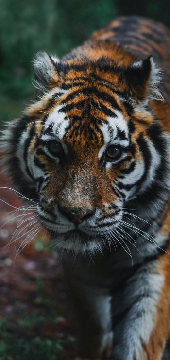 tiger, predator, wild nature Wallpaper 1440x3040