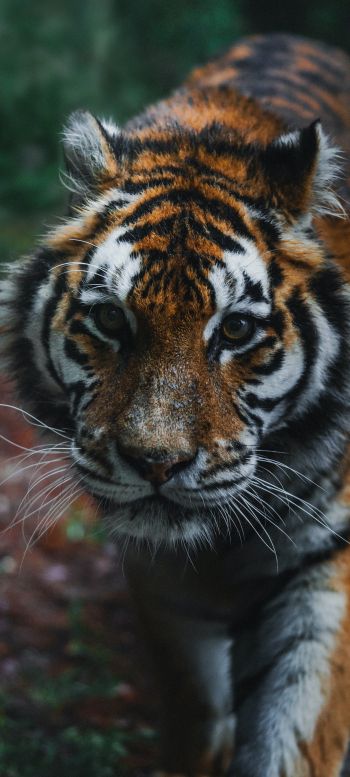 Обои 1080x2400 тигр, хищник, дикая природа