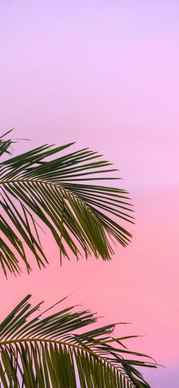 Обои 828x1792 розовое небо, пальма