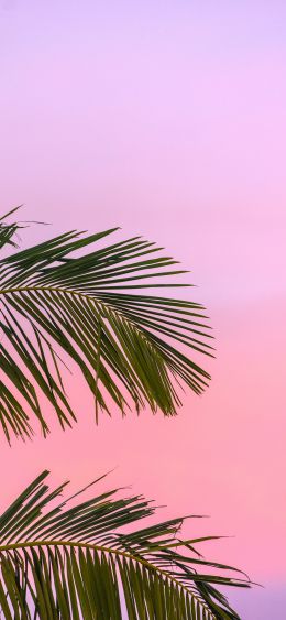 pink sky, palm tree Wallpaper 1080x2340