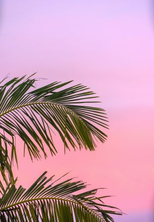 pink sky, palm tree Wallpaper 1640x2360