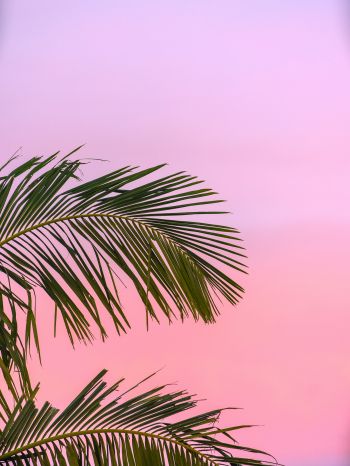 pink sky, palm tree Wallpaper 1536x2048