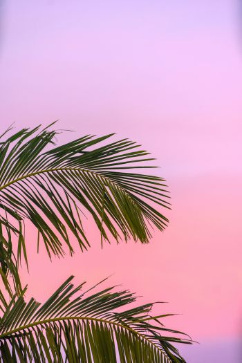 Обои 640x960 розовое небо, пальма