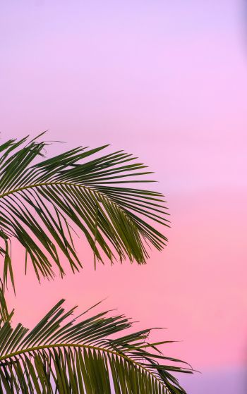 pink sky, palm tree Wallpaper 1752x2800