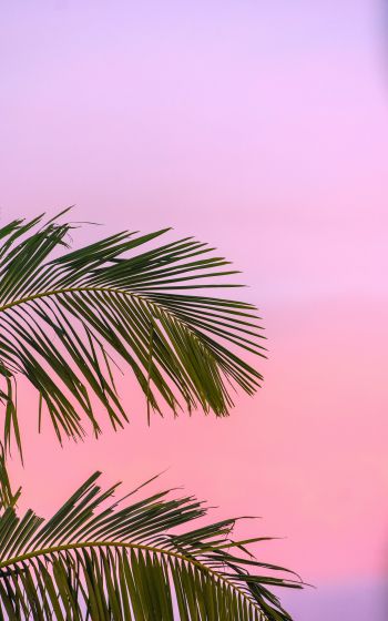 pink sky, palm tree Wallpaper 1600x2560