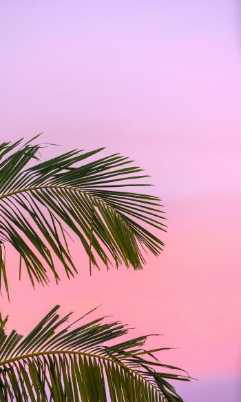 pink sky, palm tree Wallpaper 1200x2000