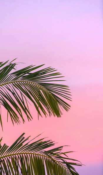 pink sky, palm tree Wallpaper 600x1024