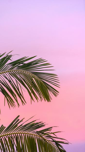 Обои 640x1136 розовое небо, пальма