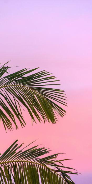 Обои 720x1440 розовое небо, пальма