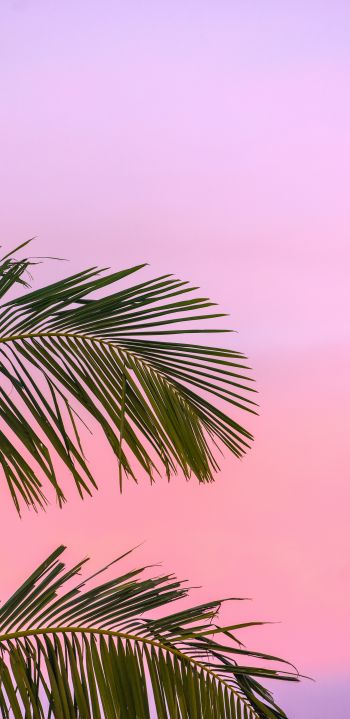 Обои 1440x2960 розовое небо, пальма
