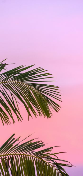 Обои 1080x2280 розовое небо, пальма