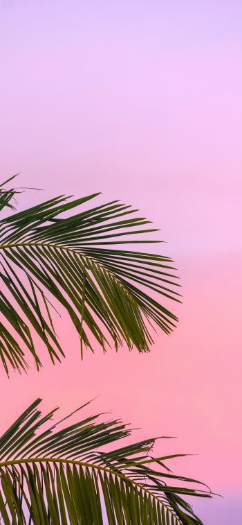 Обои 828x1792 розовое небо, пальма