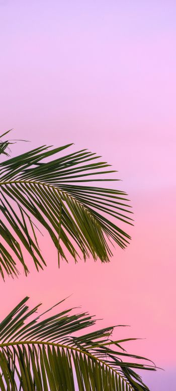 Обои 720x1600 розовое небо, пальма