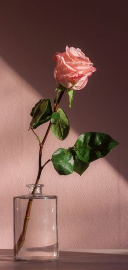 rose in a glass, pink Wallpaper 1080x2280