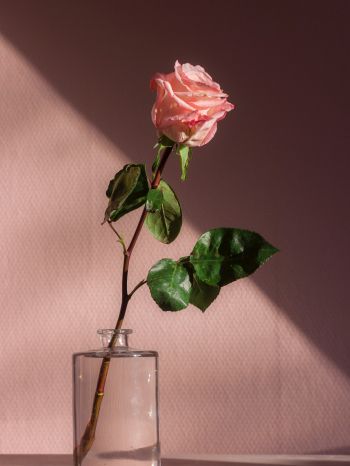 Обои 1620x2160 роза в стакане, розовый