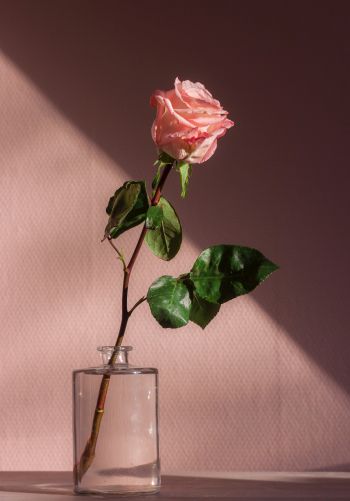 Обои 1668x2388 роза в стакане, розовый
