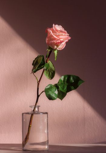 Обои 1640x2360 роза в стакане, розовый