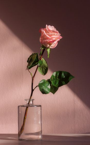 Обои 1600x2560 роза в стакане, розовый