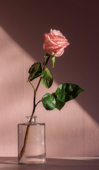 Обои 600x1024 роза в стакане, розовый