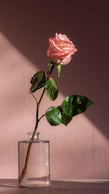 Обои 640x1136 роза в стакане, розовый