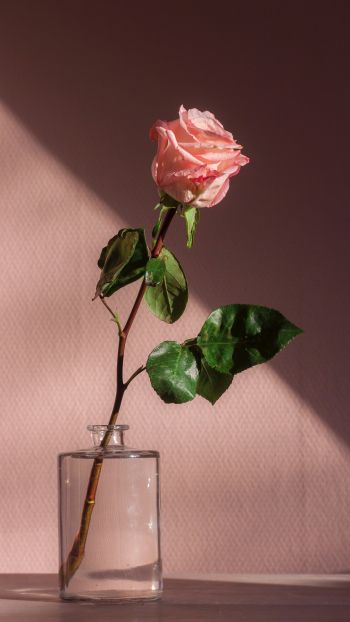 Обои 1080x1920 роза в стакане, розовый
