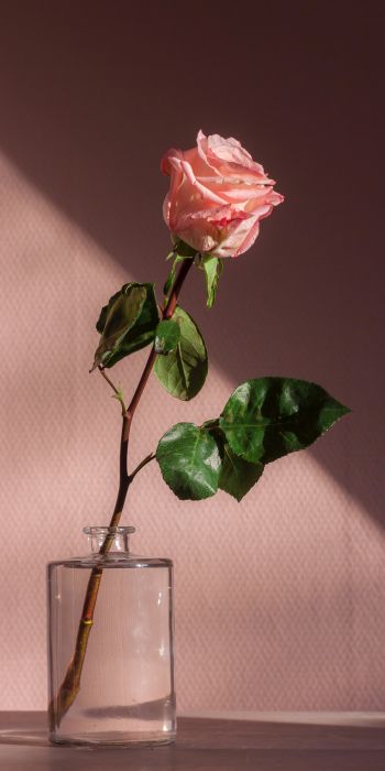 Обои 720x1440 роза в стакане, розовый