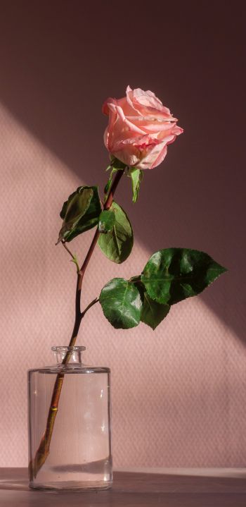 Обои 1080x2220 роза в стакане, розовый