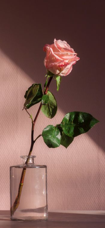 Обои 1125x2436 роза в стакане, розовый