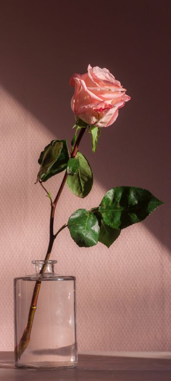 Обои 1440x3200 роза в стакане, розовый