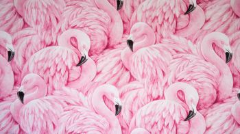 Обои 2048x1152 розовый фламинго, рисунок
