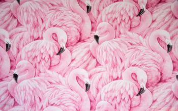 Обои 2560x1600 розовый фламинго, рисунок