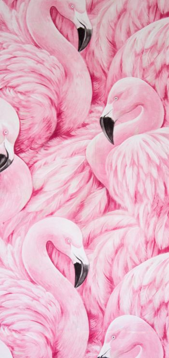 Обои 720x1520 розовый фламинго, рисунок