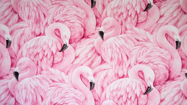 Обои 1600x900 розовый фламинго, рисунок