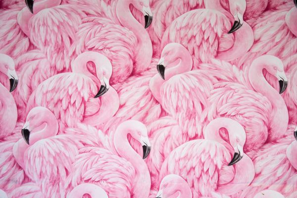 pink flamingo, figure Wallpaper 5568x3712