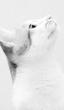 white cat, on white background, pet Wallpaper 600x1024