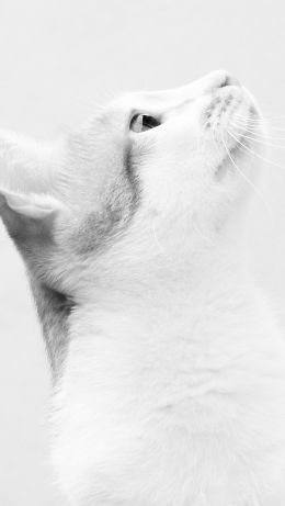 Обои 640x1136 белая кошка, на белом фоне, домашний питомец