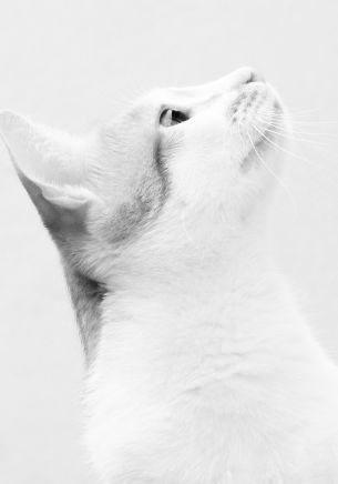 Обои 1668x2388 белая кошка, на белом фоне, домашний питомец