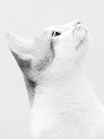 Обои 1668x2224 белая кошка, на белом фоне, домашний питомец