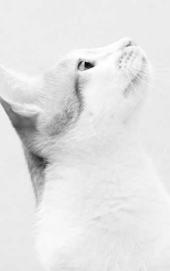 white cat, on white background, pet Wallpaper 1752x2800