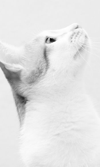 white cat, on white background, pet Wallpaper 1200x2000