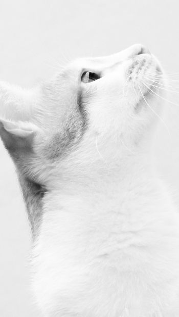 white cat, on white background, pet Wallpaper 640x1136