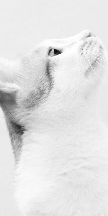 white cat, on white background, pet Wallpaper 720x1440