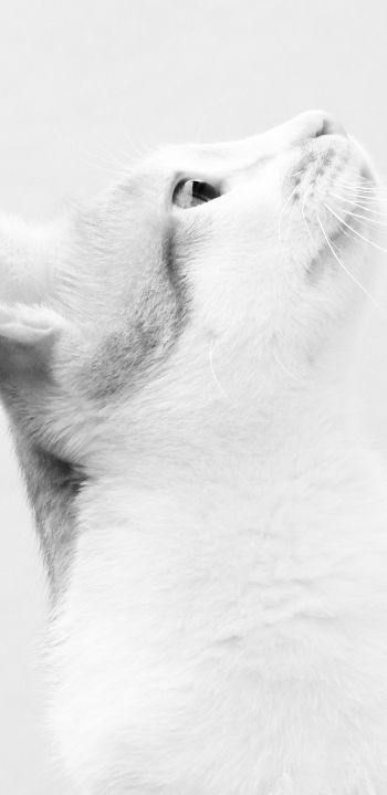 Обои 1080x2220 белая кошка, на белом фоне, домашний питомец