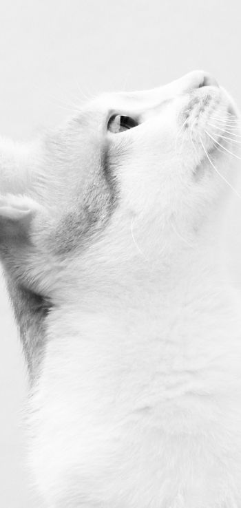 Обои 1440x3040 белая кошка, на белом фоне, домашний питомец