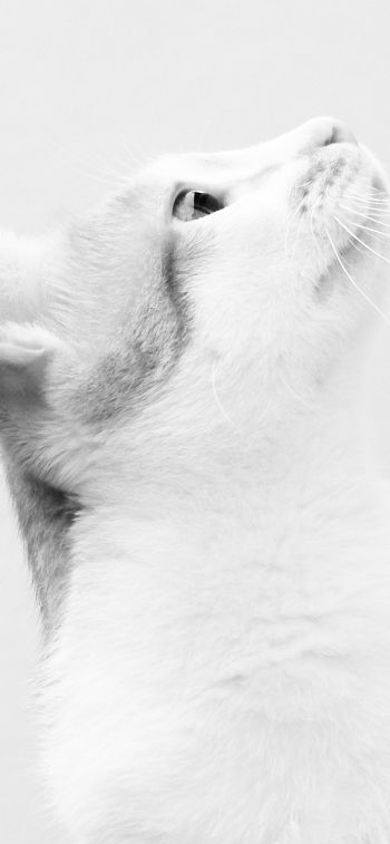 Обои 1242x2688 белая кошка, на белом фоне, домашний питомец