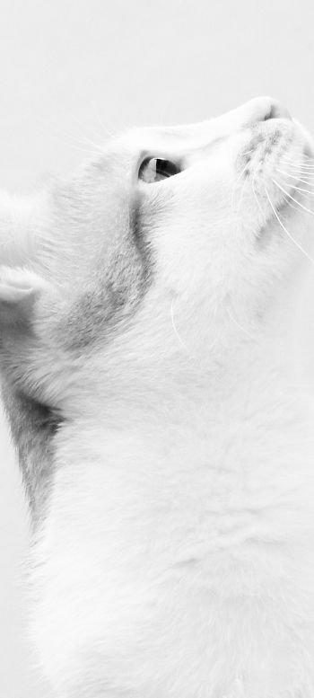 white cat, on white background, pet Wallpaper 1440x3200