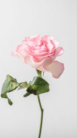 pink rose, minimalism Wallpaper 640x1136