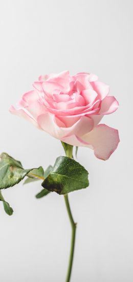 pink rose, minimalism Wallpaper 720x1520